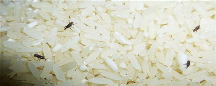卧室没有米为什么有米虫