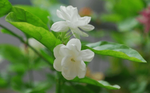 茉莉花养殖方法和注意事项有哪些
