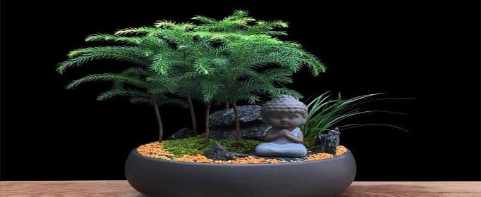 南洋杉盆景如何栽培