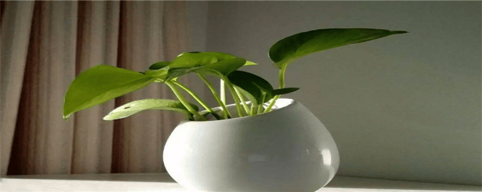 绿萝花晚上可以放卧室吗