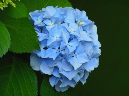 绣球花怎么养