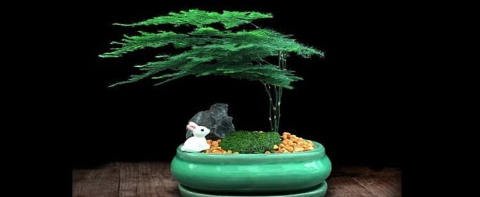 文竹的作用都有哪些