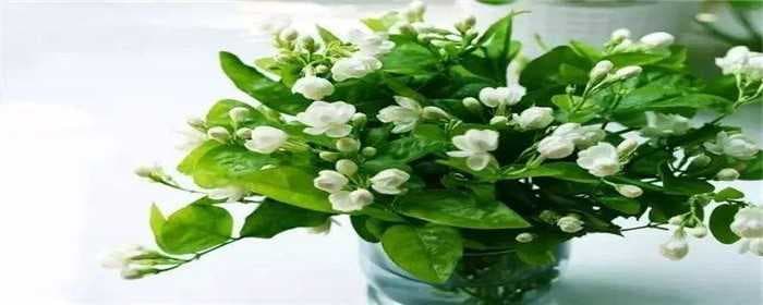 茉莉花可以放在卧室养吗
