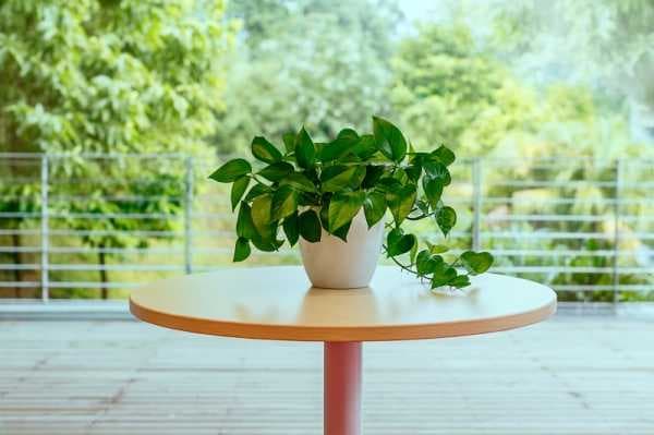 这6种绿植更适合家养，不仅有好的寓意，而且还能旺财