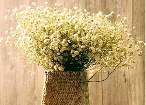 满天星的花语和寓意