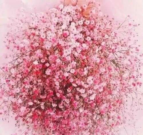 满天星的花语和寓意