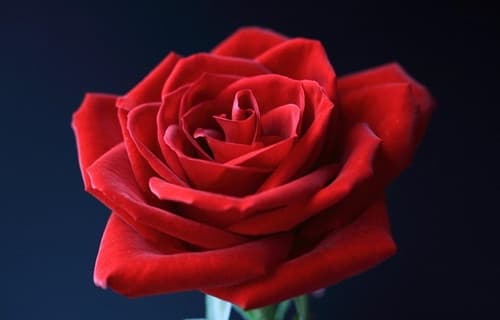17朵玫瑰花的花语